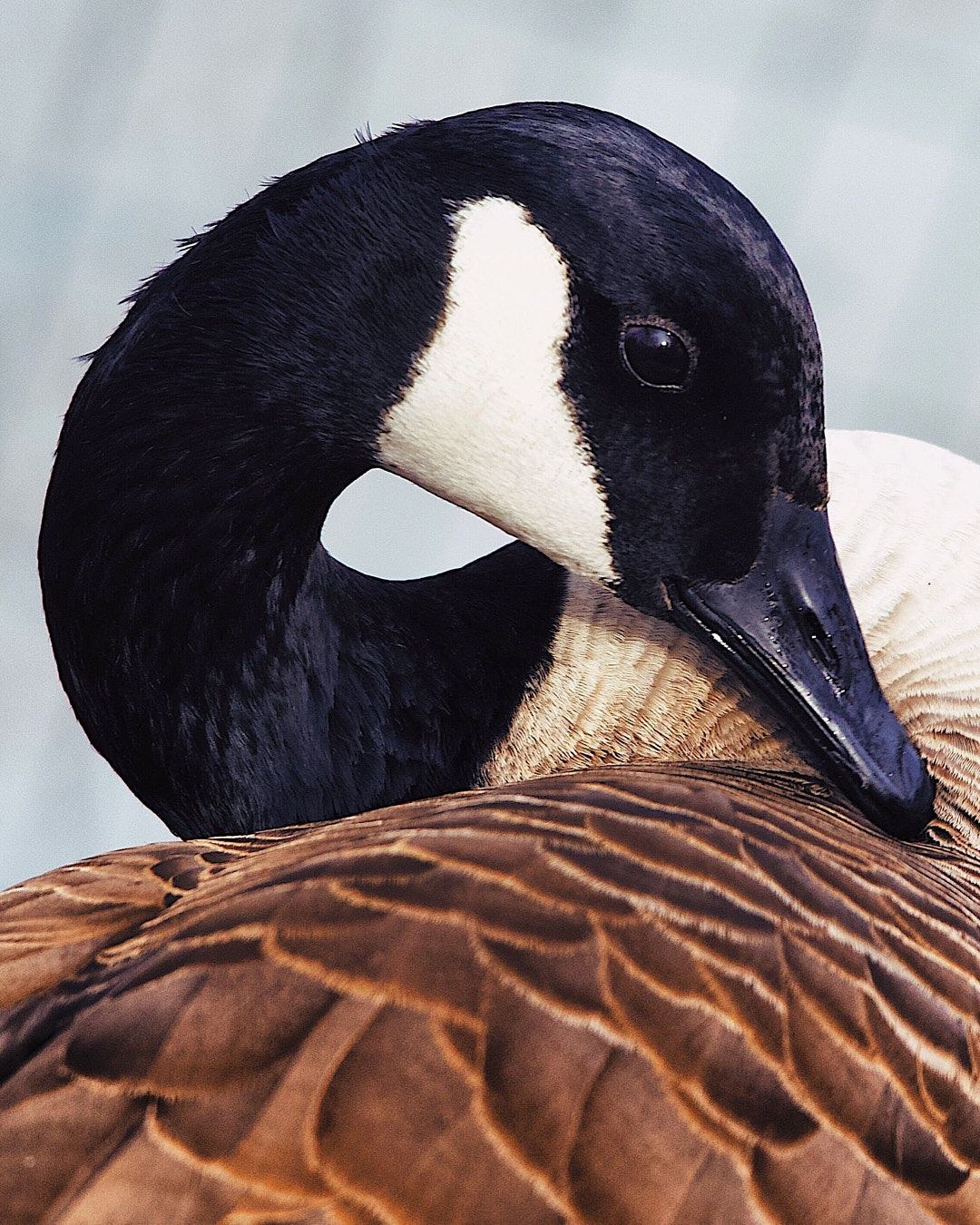 Wildlife, photograph 63