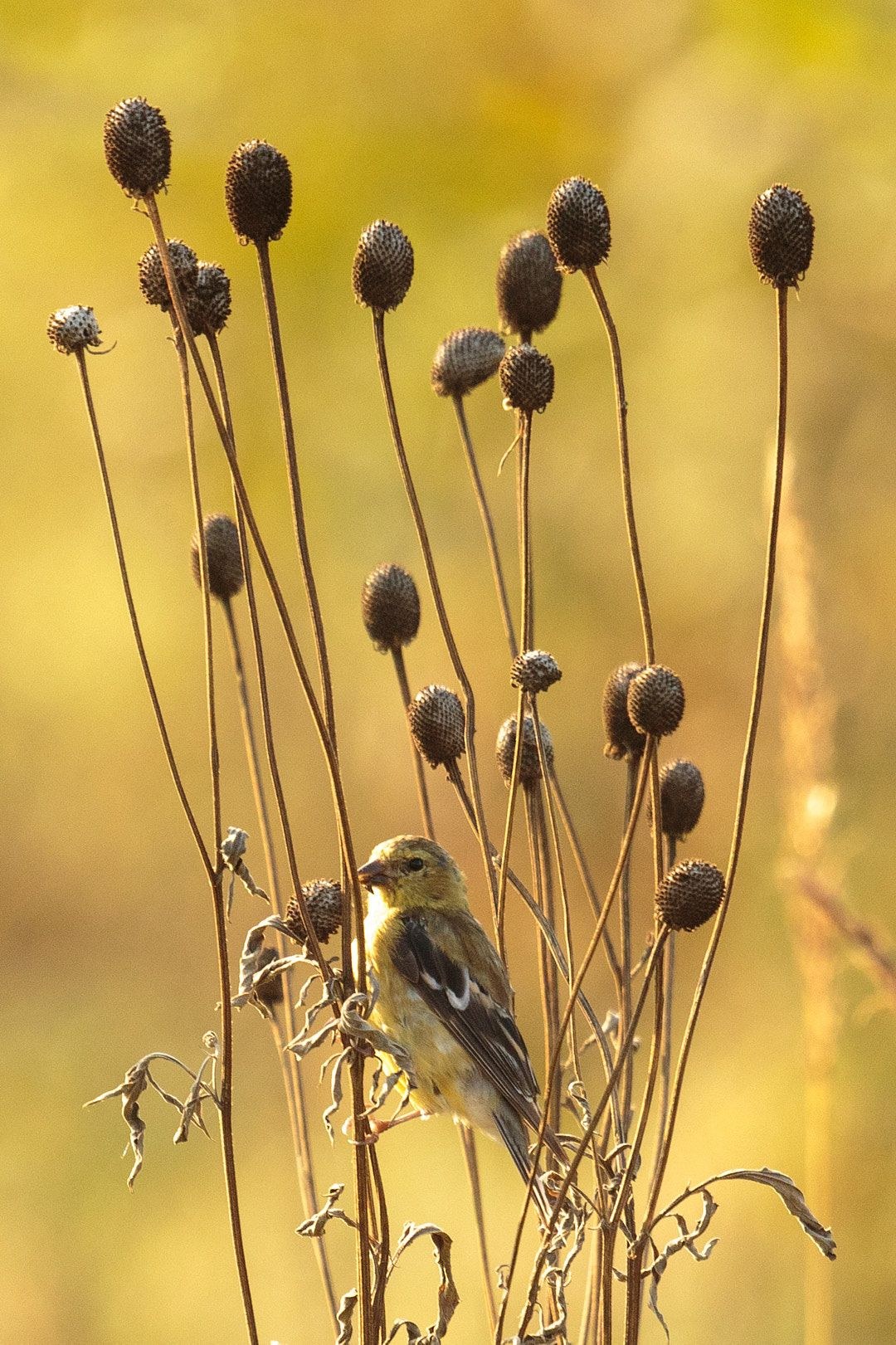 Wildlife, photograph 219