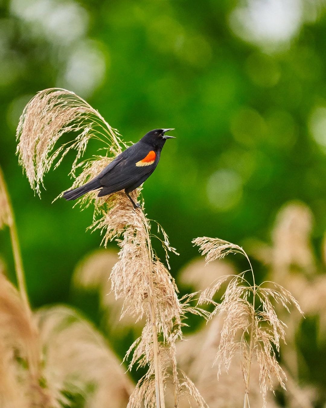 Wildlife, photograph 22