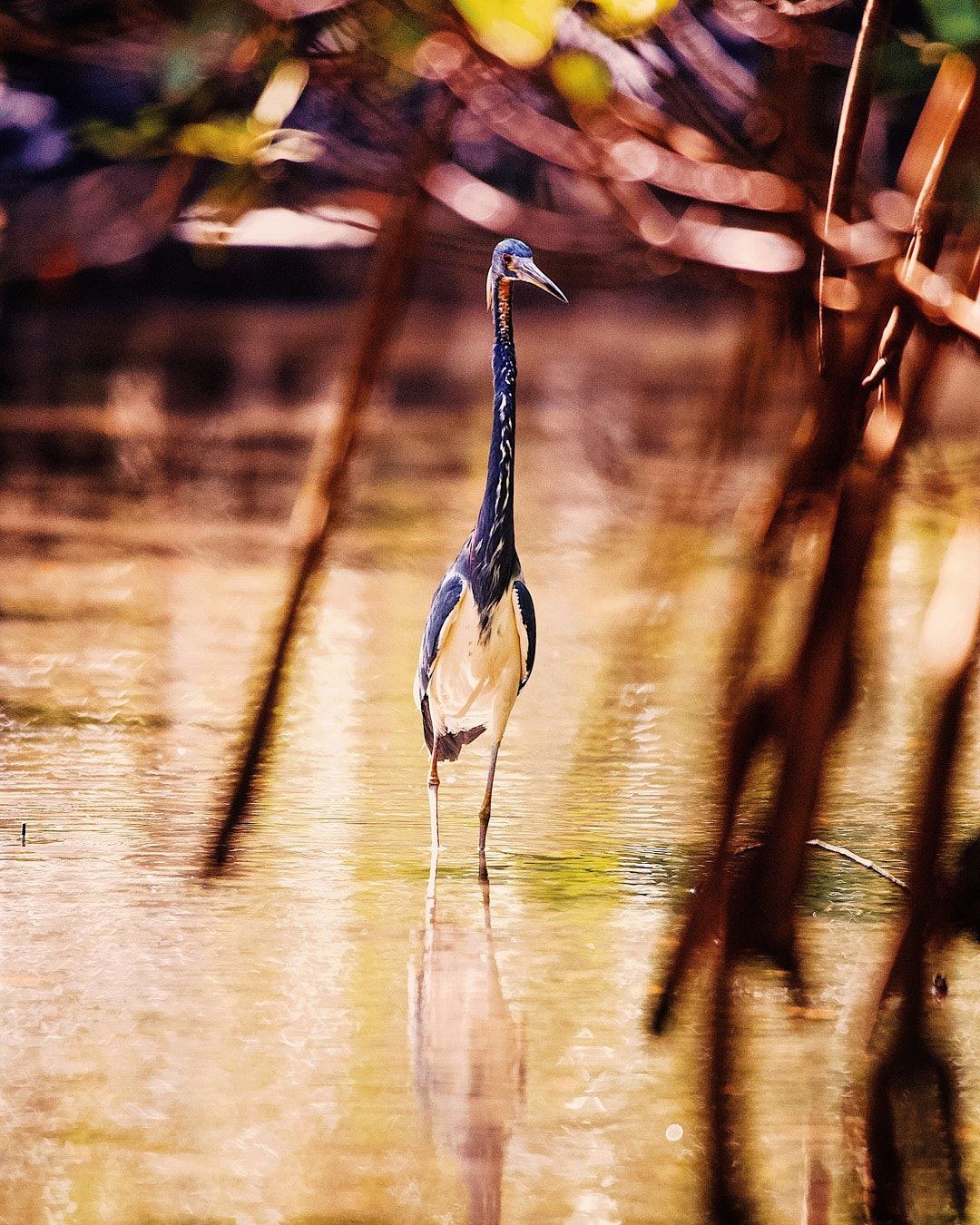 Wildlife, photograph 60