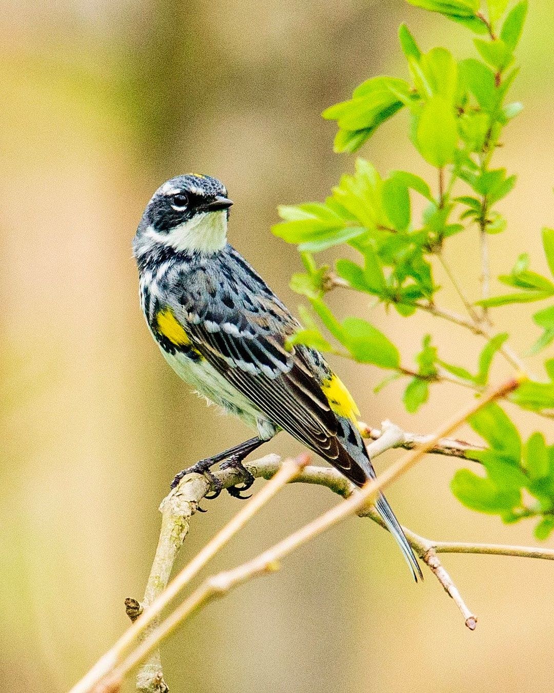 Wildlife, photograph 145
