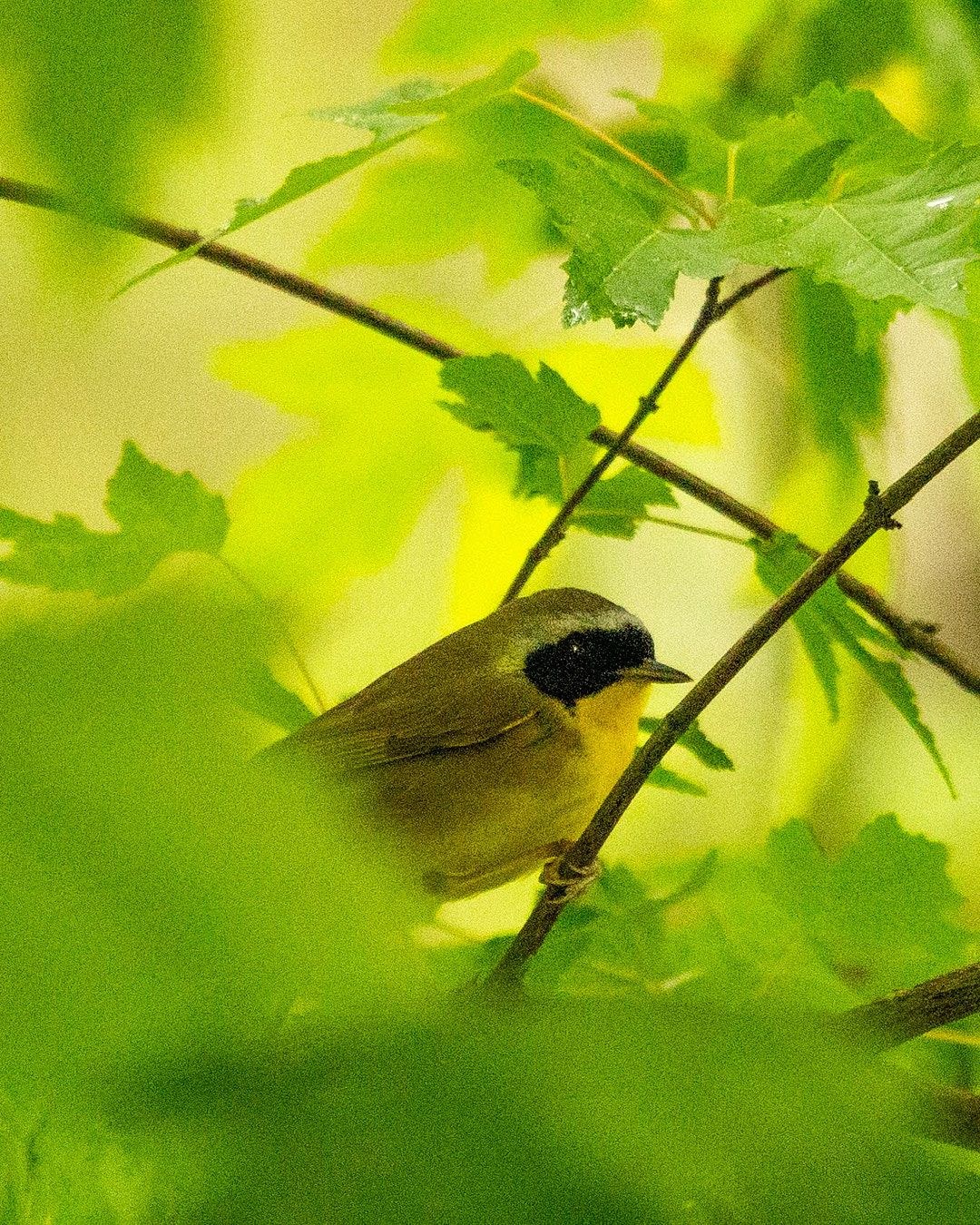 Wildlife, photograph 161
