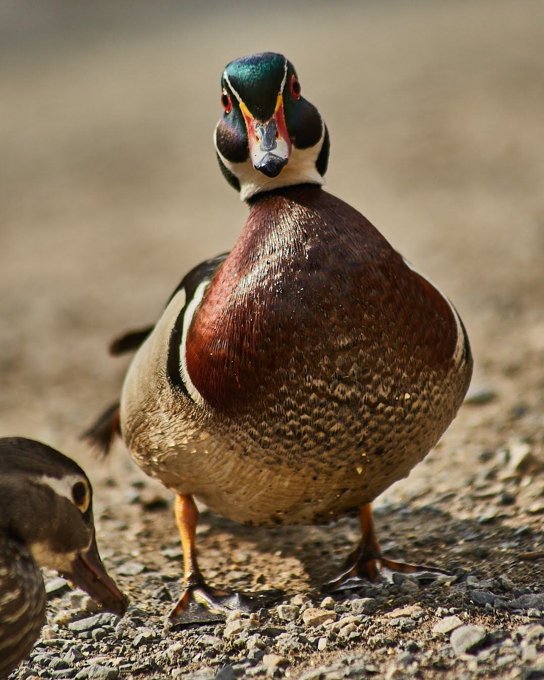 Wildlife, photograph 77