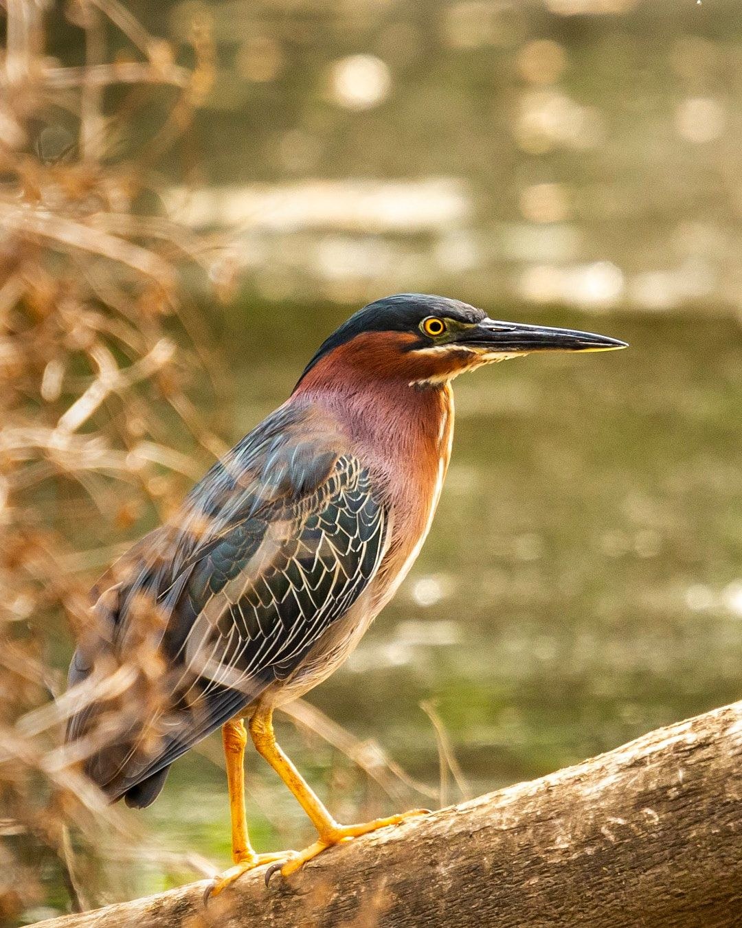 Wildlife, photograph 171