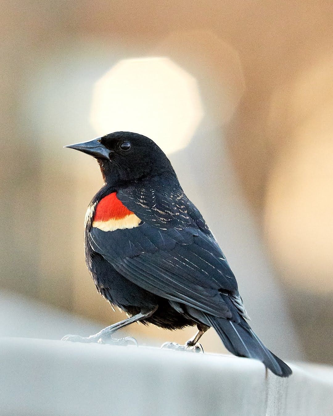 Wildlife, photograph 118