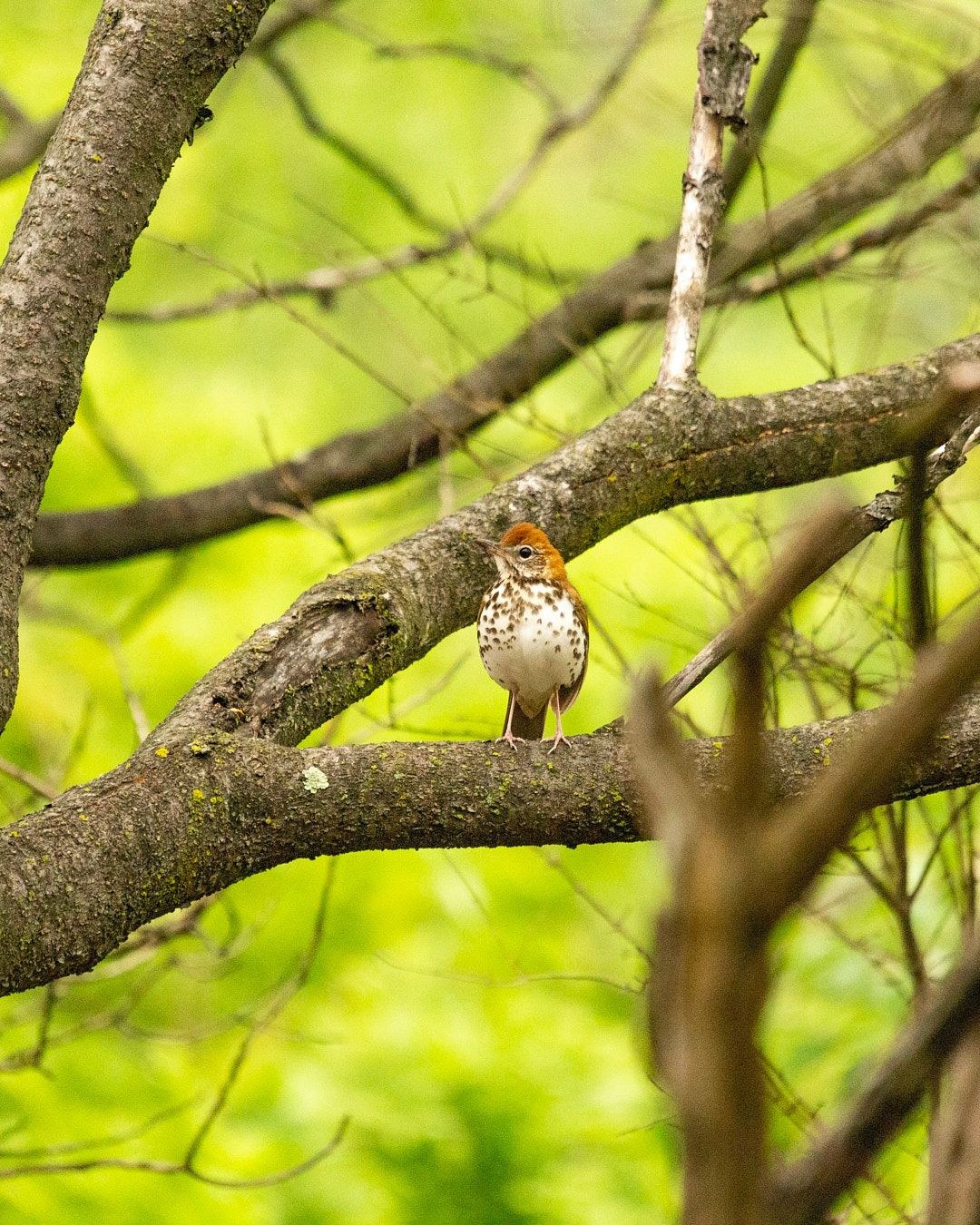 Wildlife, photograph 167