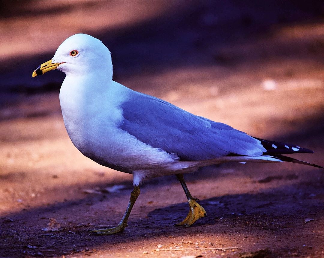 Wildlife, photograph 67