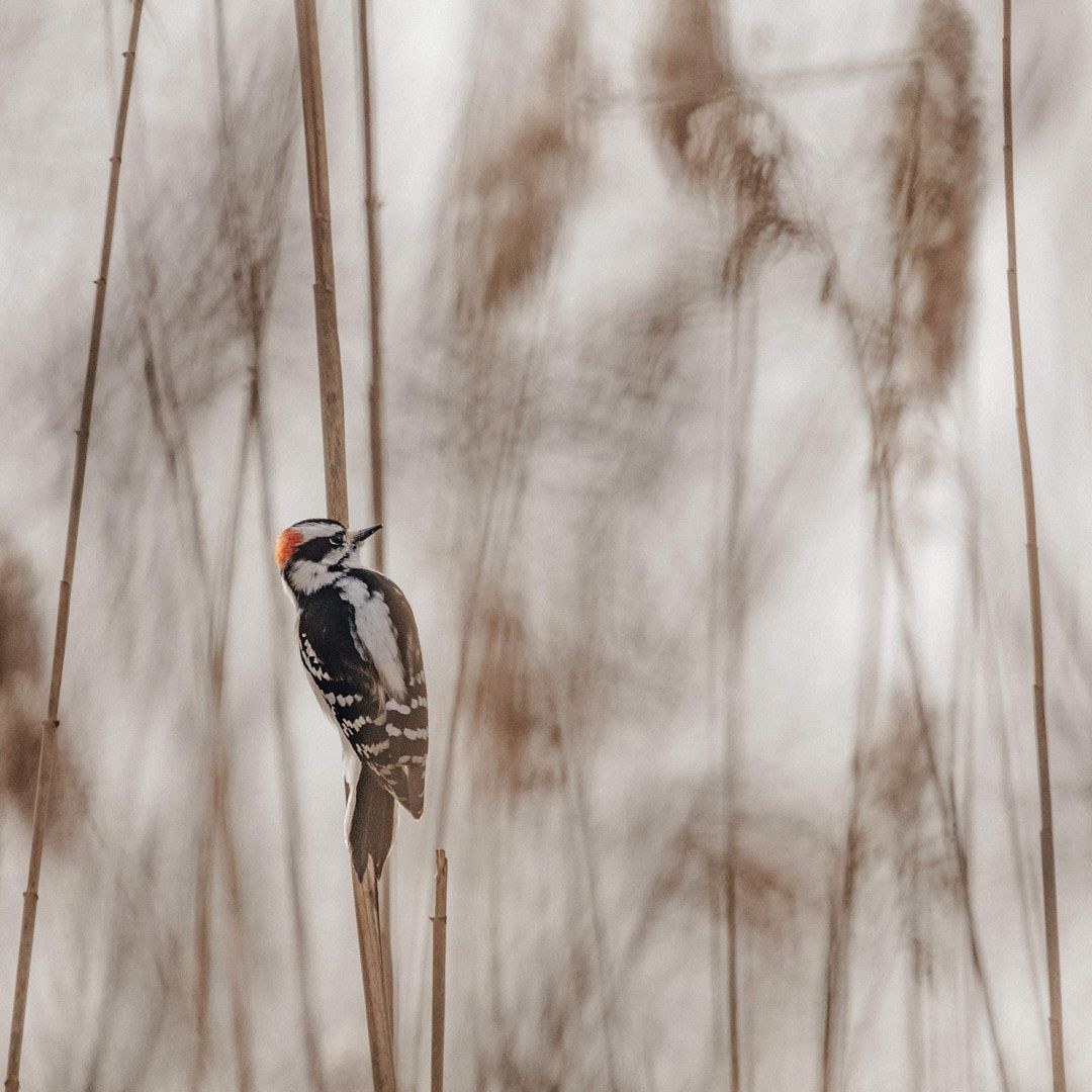 Wildlife, photograph 5