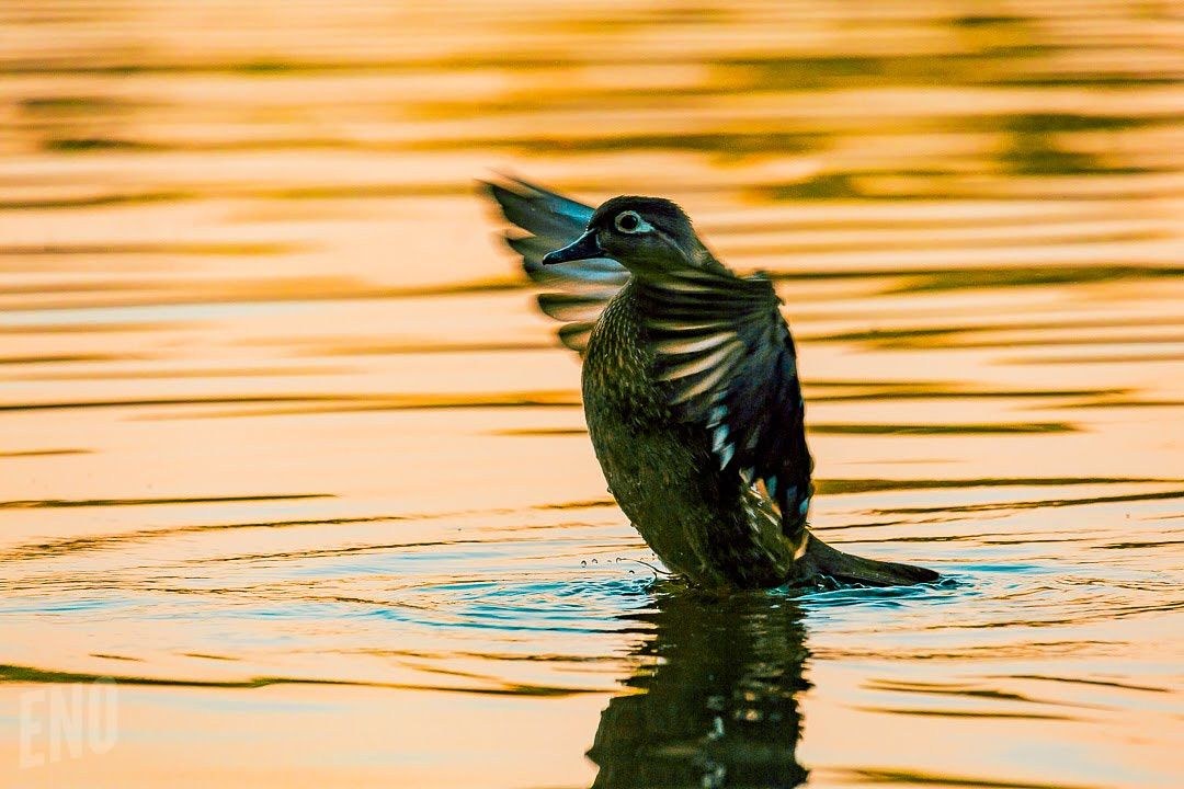 Wildlife, photograph 81