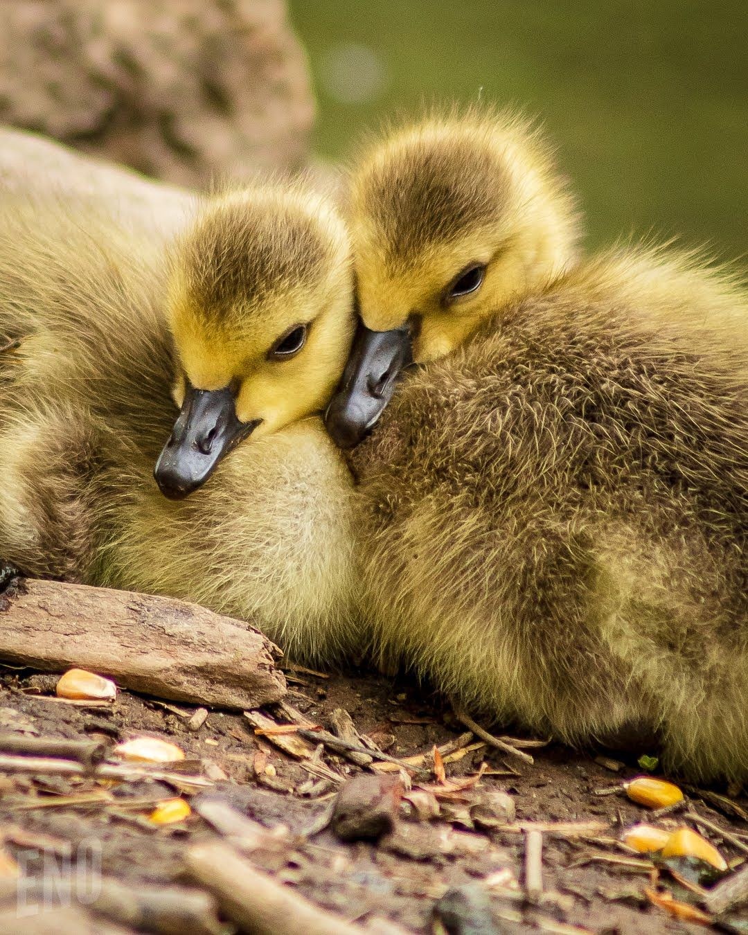 Wildlife, photograph 79