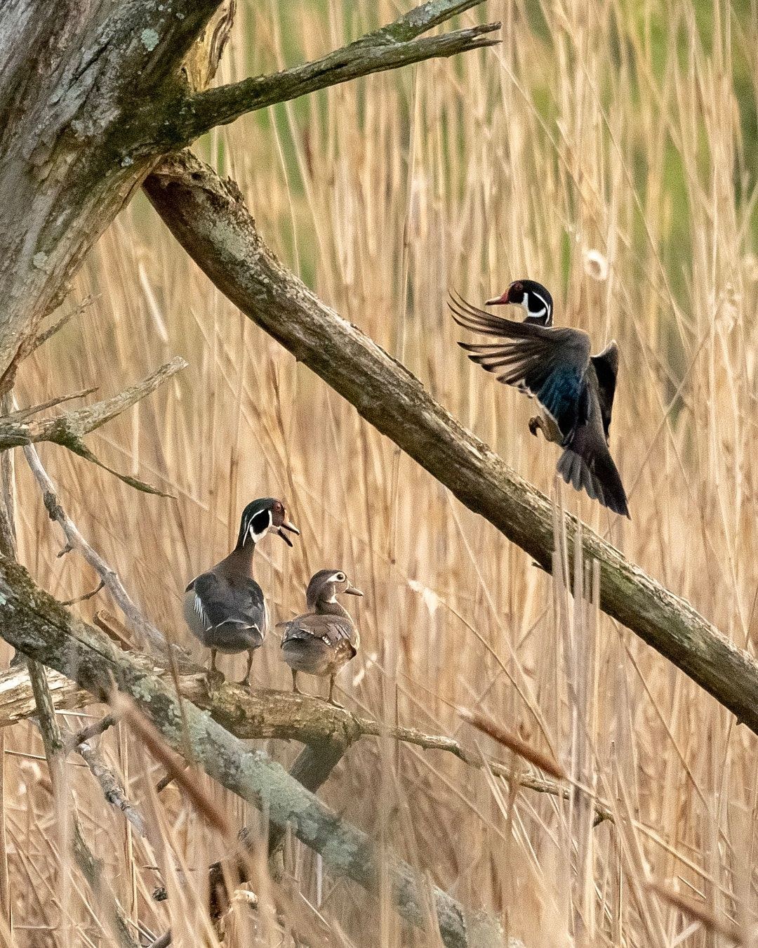Wildlife, photograph 142