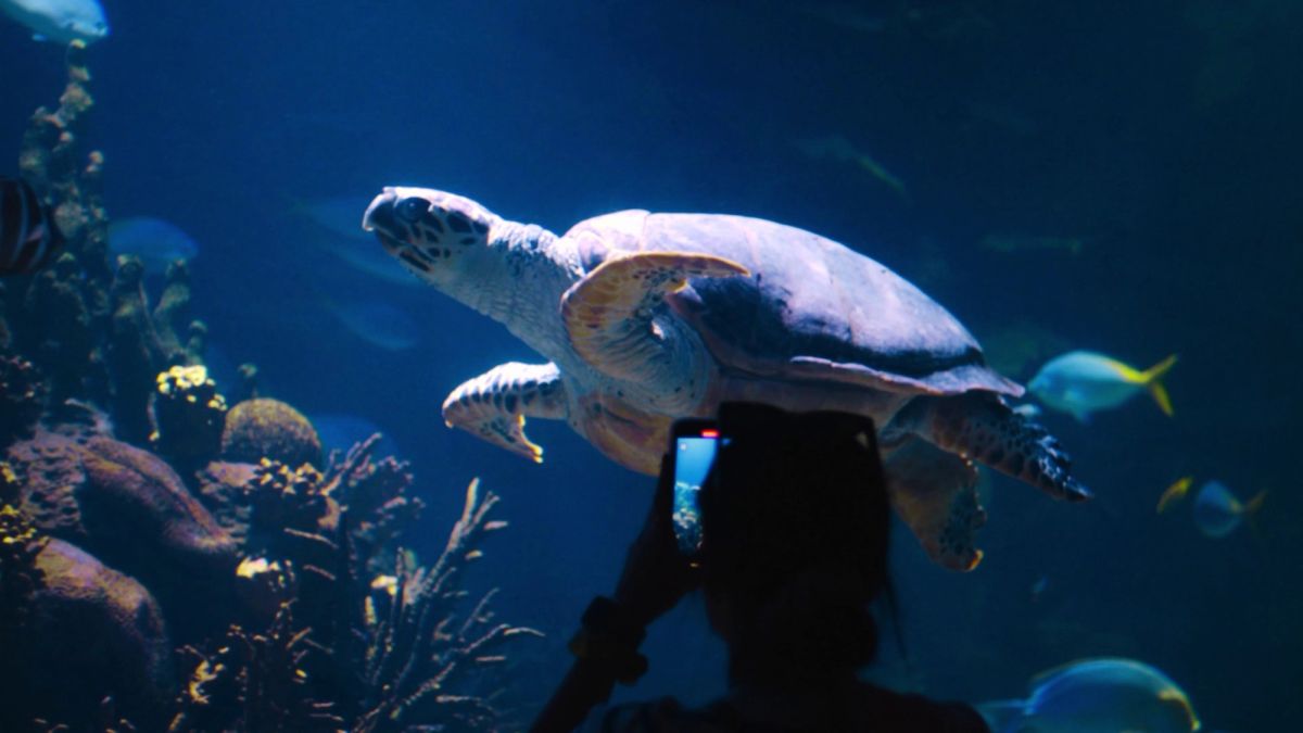 Oceanogràfic