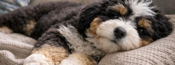 Bernedoodle puppies, queensland breeder, bernedoodle breeder in Australia, tri bernedoodle puppies, bernedoodles are teddy bears