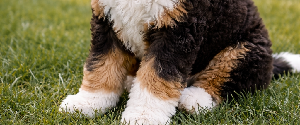 A fluffy black, white, and brown Bernedoodle puppy sits outdoors on green grass.