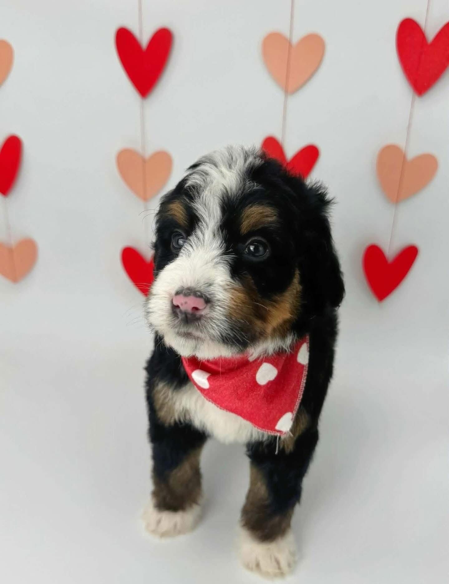 Bernedoodle puppy, tri coloured, brisbane, Queensland, Australia 