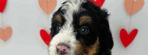 Bernedoodle puppy, tri coloured, brisbane, Queensland, Australia