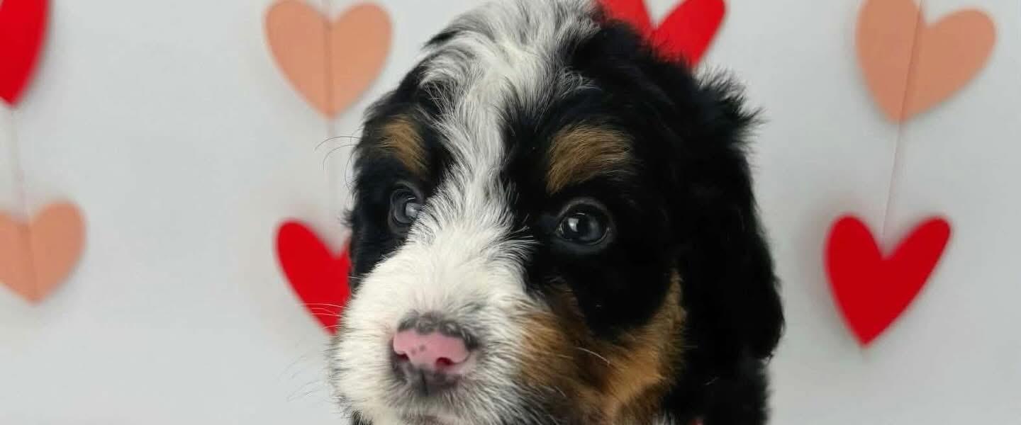 Bernedoodle puppy, tri coloured, brisbane, Queensland, Australia