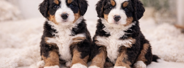 A male and female tri-color Bernedoodle puppy sit side-by-side on a white blanket. Text: Bear-y Cute BERNEDOODLES.