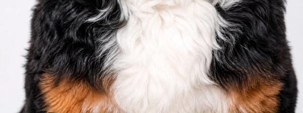 Grooming your bernedoodle, everything you need to know in one place