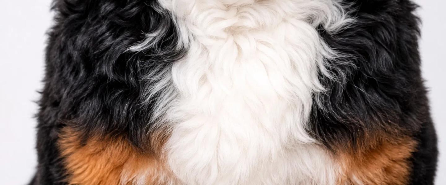 Grooming your bernedoodle, everything you need to know in one place