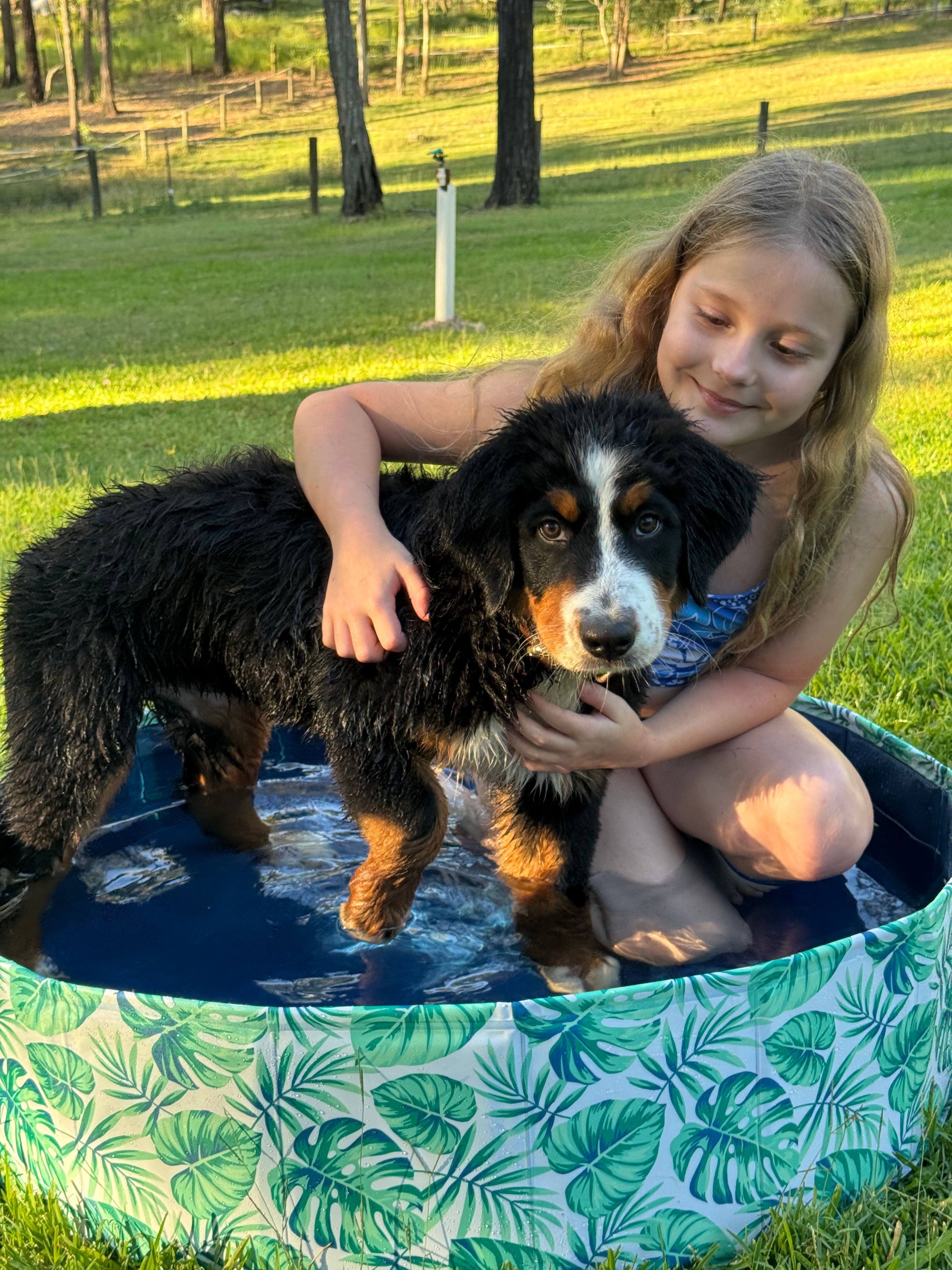 Bernedoodles and the Australian climate 