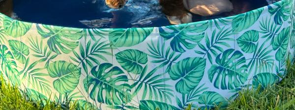 Bernedoodles and the Australian climate