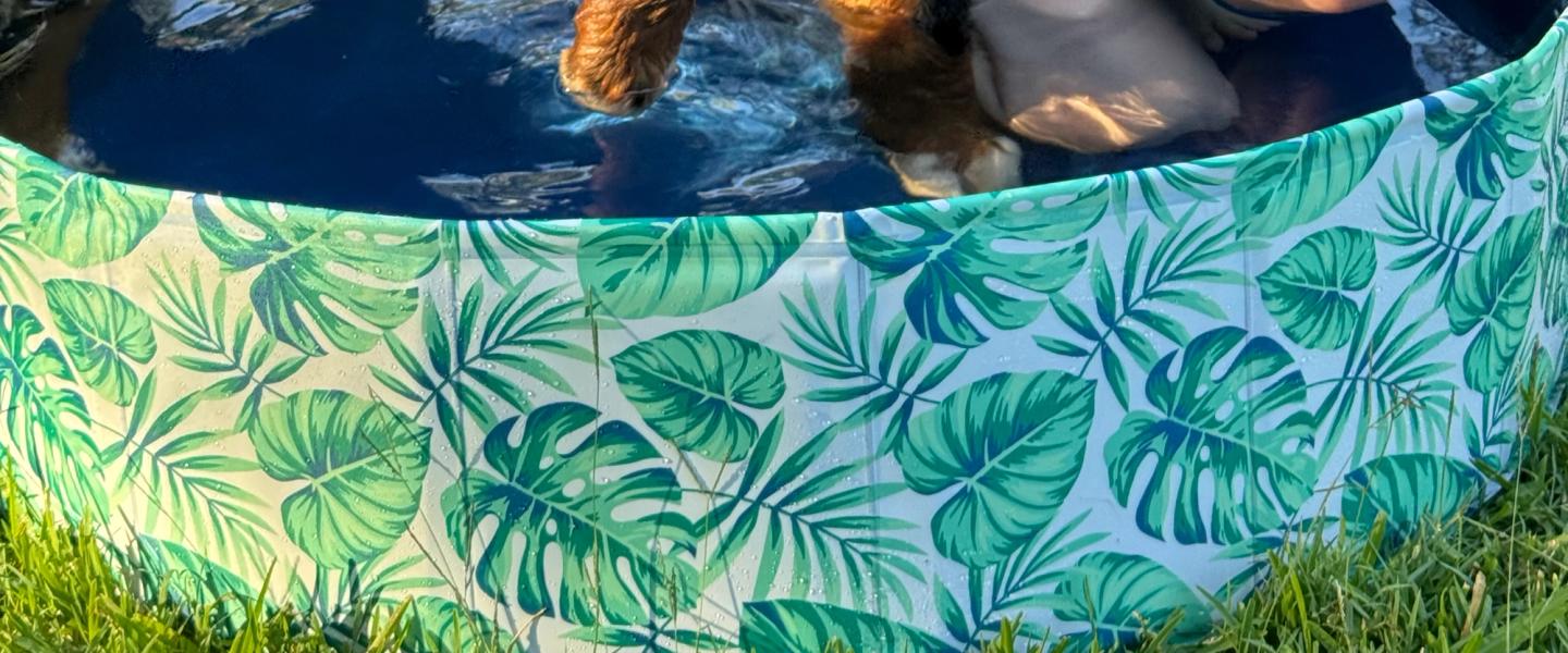 Bernedoodles and the Australian climate