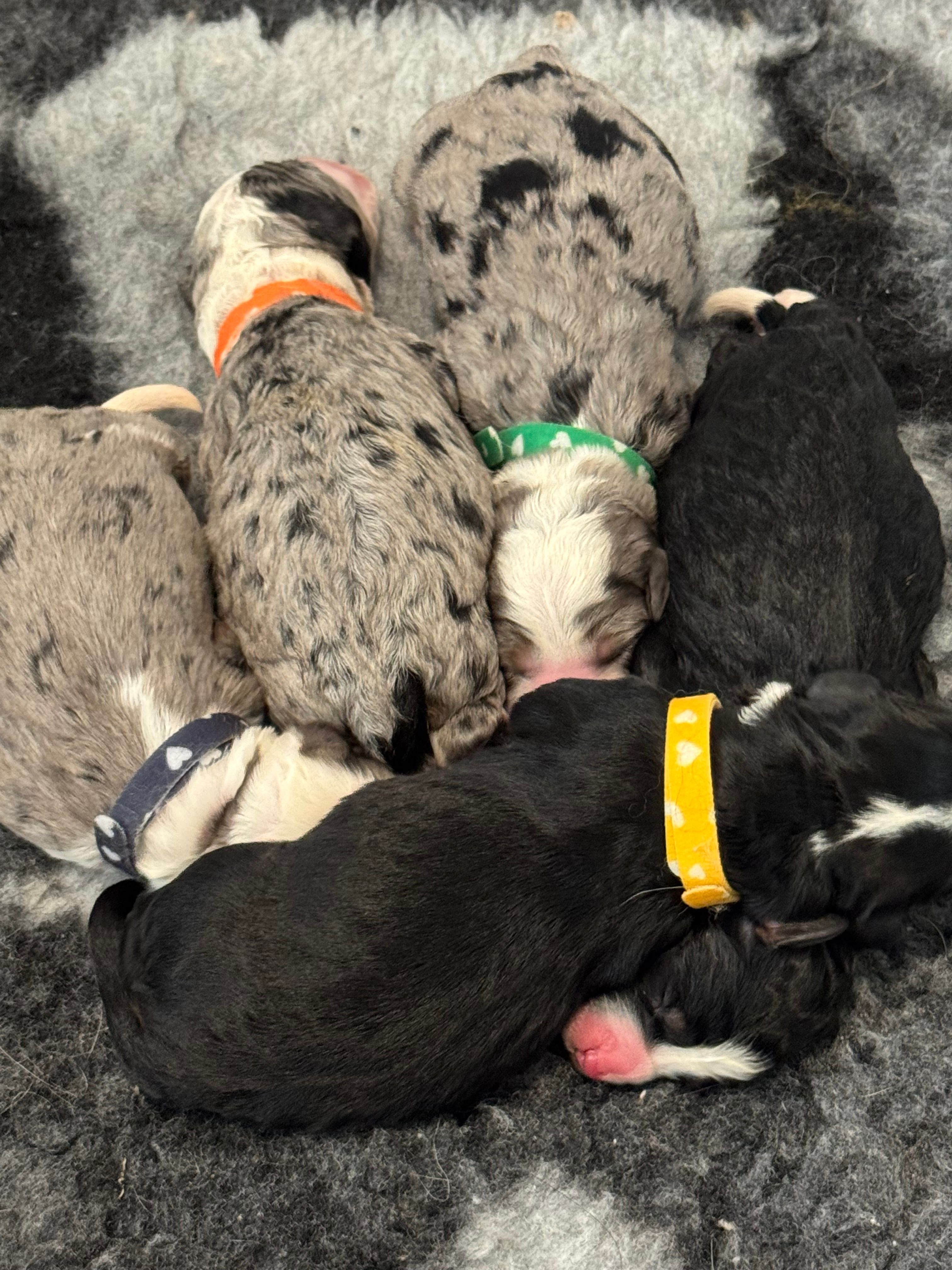 Newest bernedoodle puppies in Australia, bernedoodle puppies, merle and tri bernedoodle puppies are here, bernedoodles in Brisbane, BERNEDOODLES IN QLD NOW