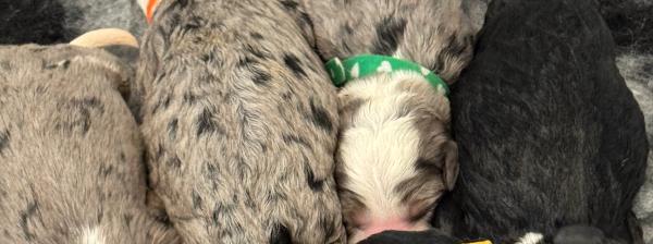 Newest bernedoodle puppies in Australia, bernedoodle puppies, merle and tri bernedoodle puppies are here, bernedoodles in Brisbane, BERNEDOODLES IN QLD NOW