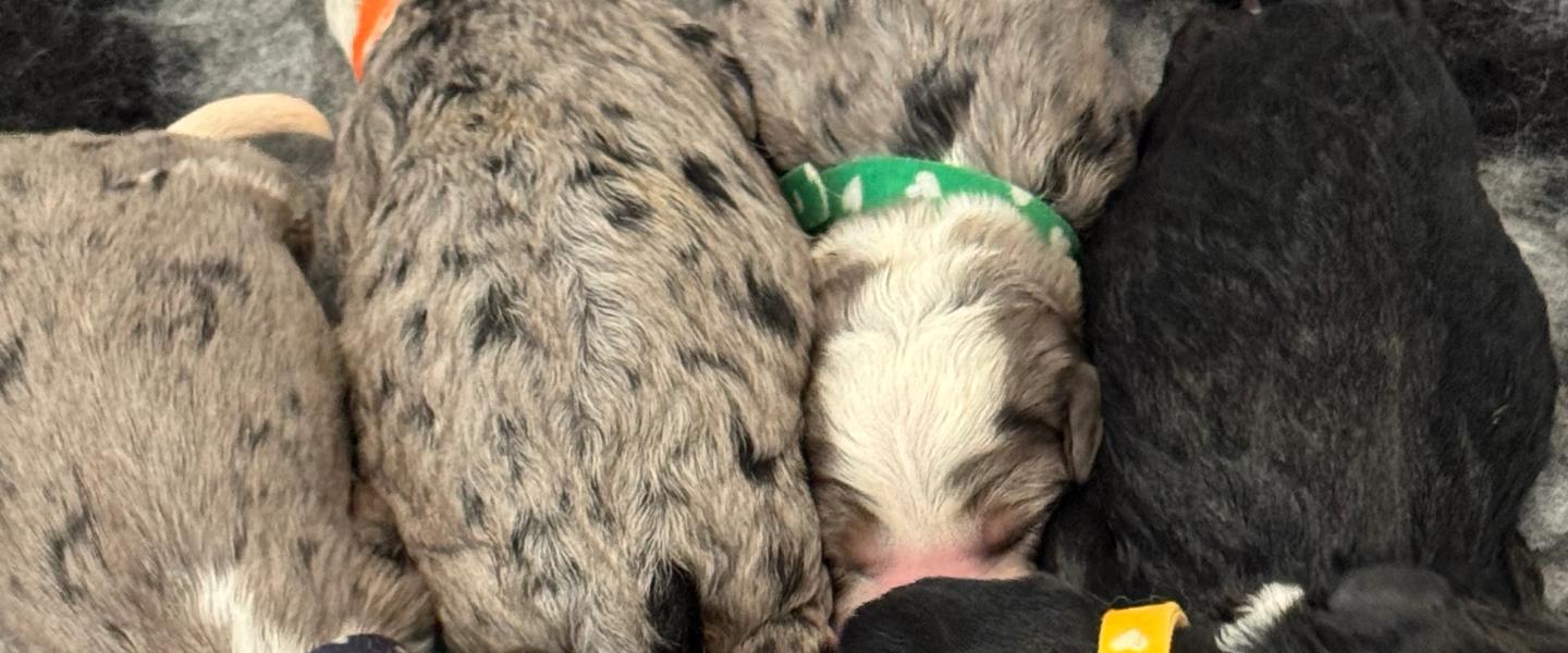 Newest bernedoodle puppies in Australia, bernedoodle puppies, merle and tri bernedoodle puppies are here, bernedoodles in Brisbane, BERNEDOODLES IN QLD NOW