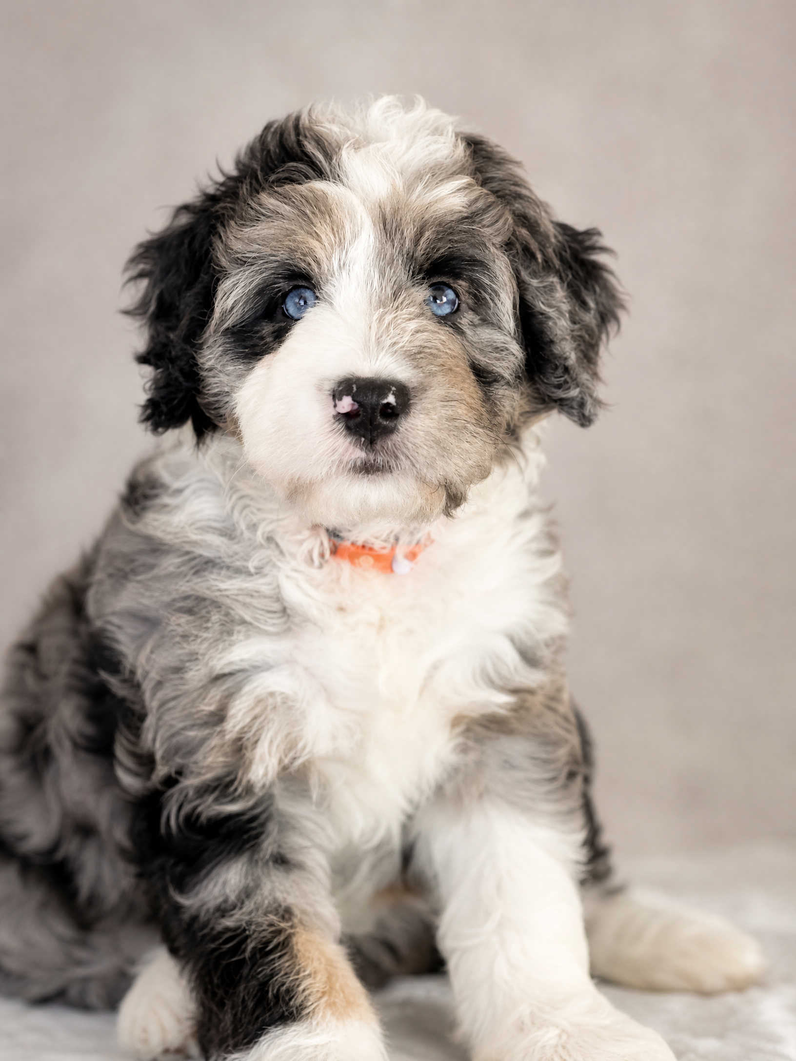 Bernedoodle Puppies for Sale Brisbane | Ethical Bernedoodle Breeder Australia Looking for Bernedoodle puppies for sale in Brisbane? Bear-y Cute Bernedoodles is a boutique breeder dedicated to raising healthy, well-socialized puppies through ENS, ESI, and premium care.