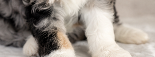 Bernedoodle Puppies for Sale Brisbane | Ethical Bernedoodle Breeder Australia Looking for Bernedoodle puppies for sale in Brisbane? Bear-y Cute Bernedoodles is a boutique breeder dedicated to raising healthy, well-socialized puppies through ENS, ESI, and premium care.