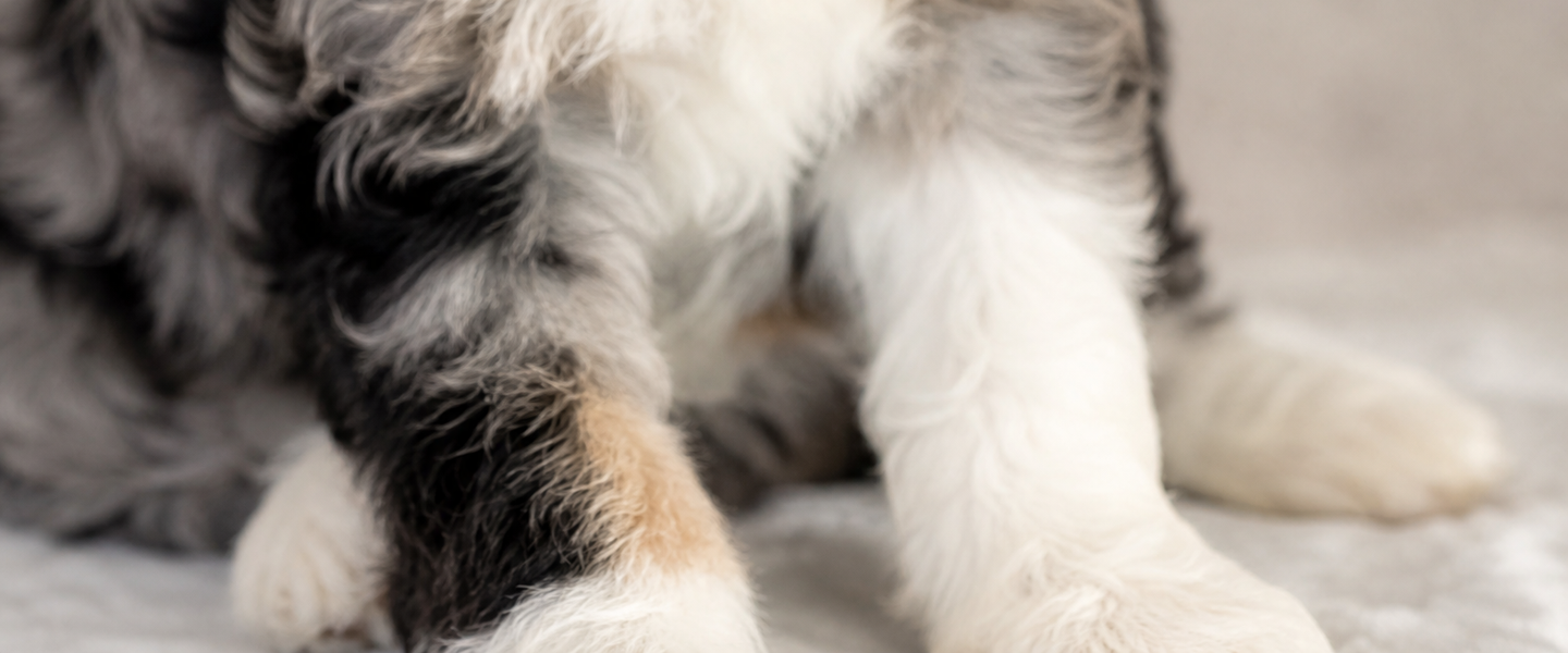 Bernedoodle Puppies for Sale Brisbane | Ethical Bernedoodle Breeder Australia Looking for Bernedoodle puppies for sale in Brisbane? Bear-y Cute Bernedoodles is a boutique breeder dedicated to raising healthy, well-socialized puppies through ENS, ESI, and premium care.