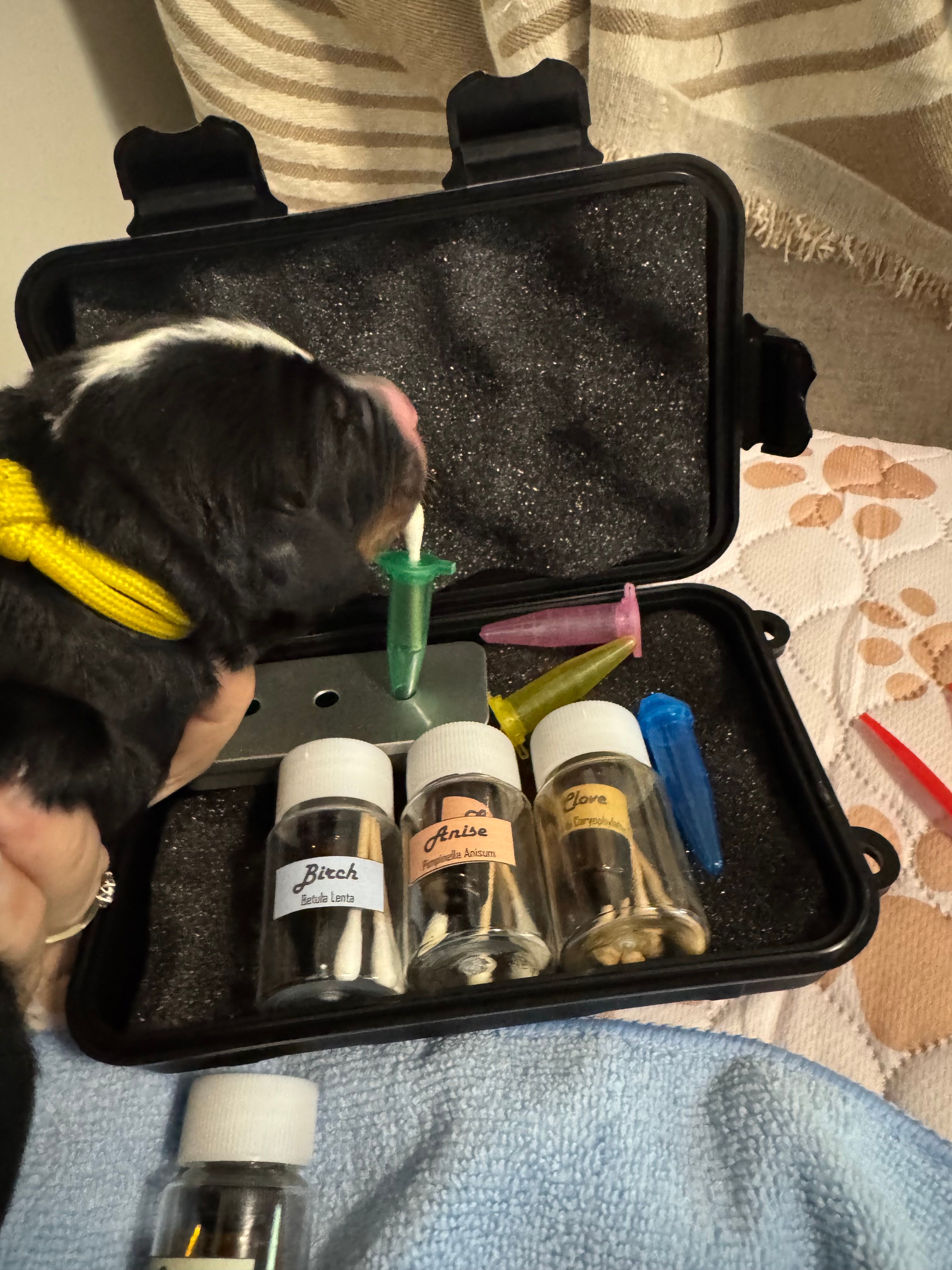 ens, esi, bernedoodle puppies, the starr matters