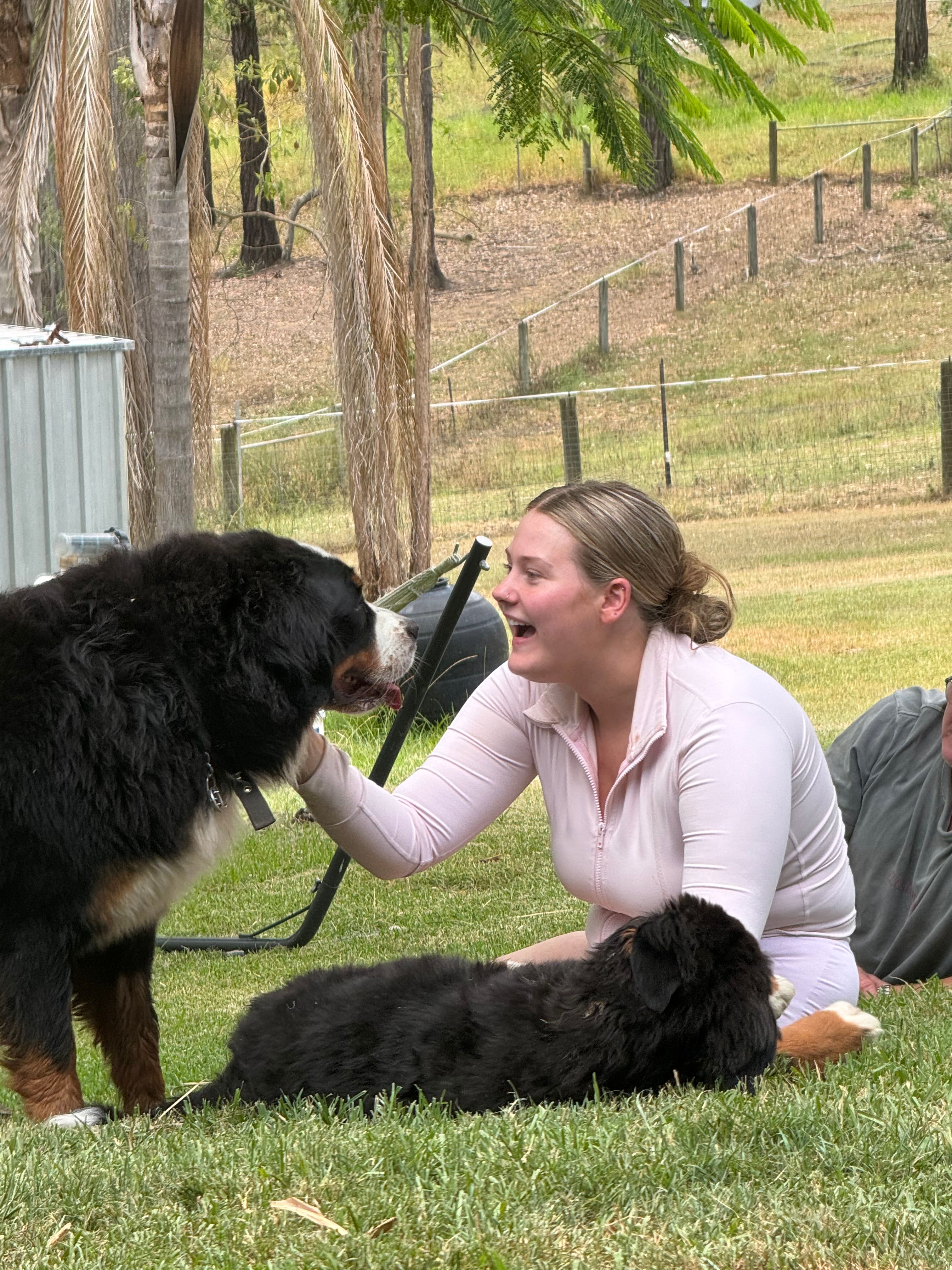 Mountain Dog, with a puppy lying on the grass nearby.
