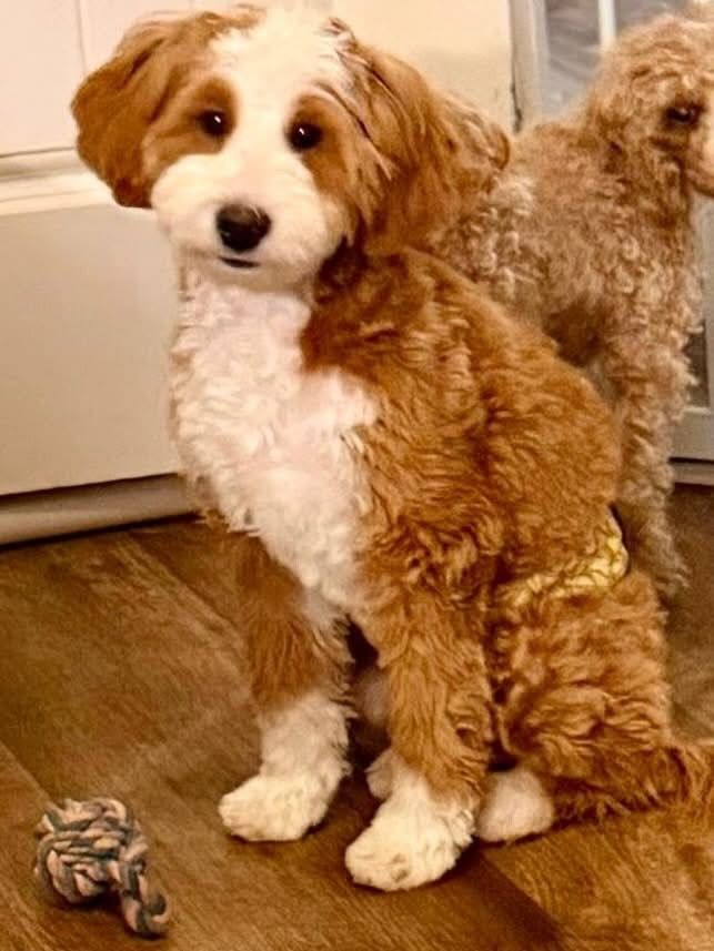 Bernedoodle puppies, bernedoodles. first time owners