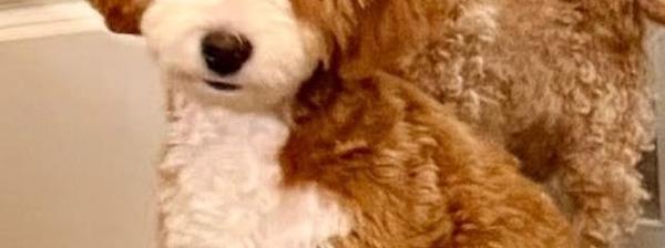 Bernedoodle puppies, bernedoodles. first time owners