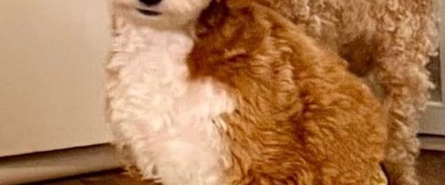 Bernedoodle puppies, bernedoodles. first time owners