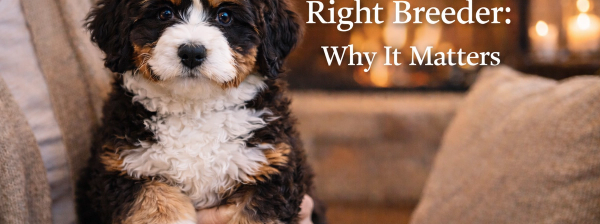 Bernedoodle Breeder Brisbane: How to Choose the Right One for Your Family