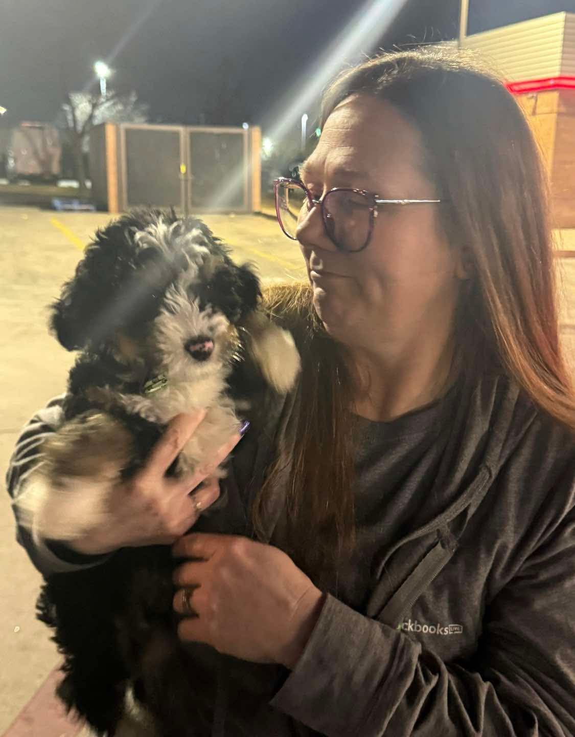 Bernedoodle temperament, bernedoodle, Tri-coloured bernedoodle puppy, bernedoodle breeder, bernedood