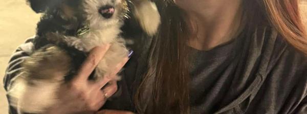 Bernedoodle temperament, bernedoodle, Tri-coloured bernedoodle puppy, bernedoodle breeder, bernedood