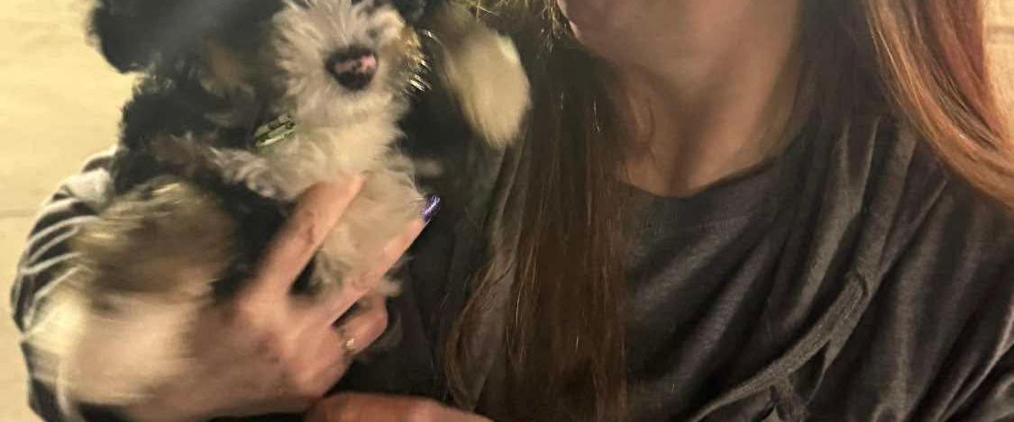 Bernedoodle temperament, bernedoodle, Tri-coloured bernedoodle puppy, bernedoodle breeder, bernedood