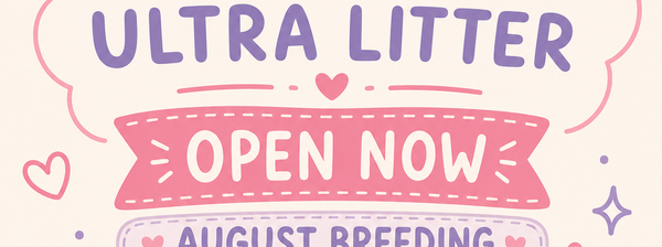 Bernedoodle puppy waitlist has just opened for our August breeding