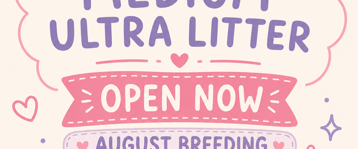 Bernedoodle puppy waitlist has just opened for our August breeding
