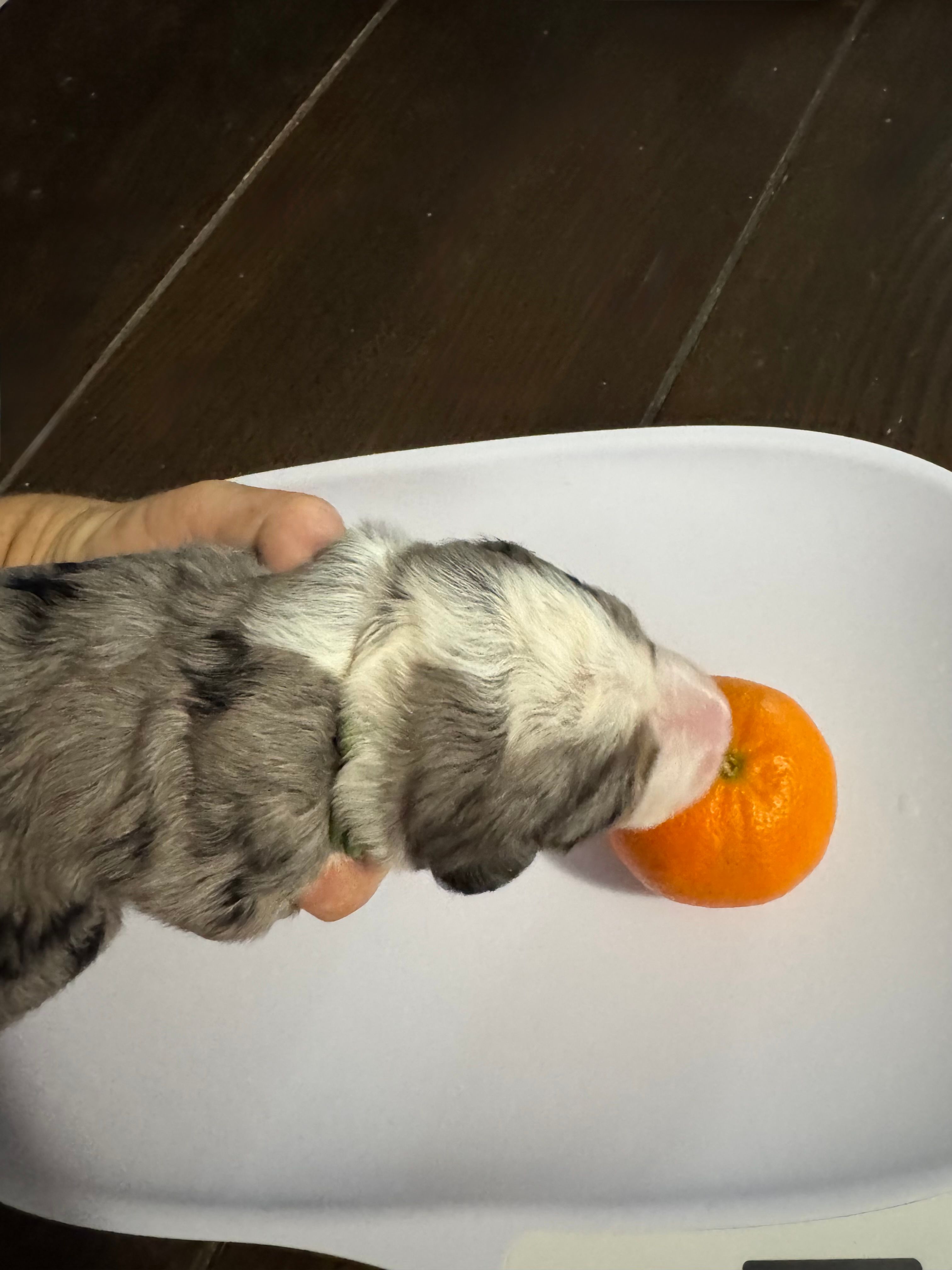 Bernedoodle puppies exploring senses, bernedoodles in brisbane, bernedoodle puppy