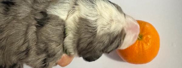 Bernedoodle puppies exploring senses, bernedoodles in brisbane, bernedoodle puppy