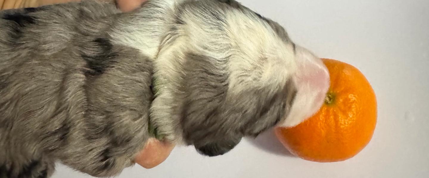 Bernedoodle puppies exploring senses, bernedoodles in brisbane, bernedoodle puppy