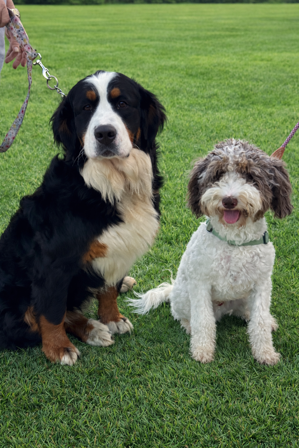 First generation littter on the horizon, Australia, Queensland, Brisbane