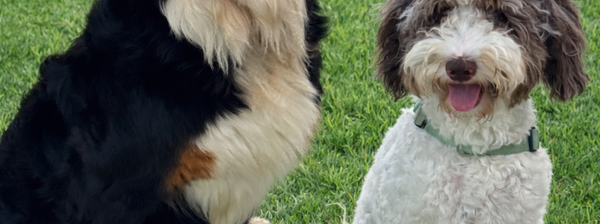 First generation littter on the horizon, Australia, Queensland, Brisbane