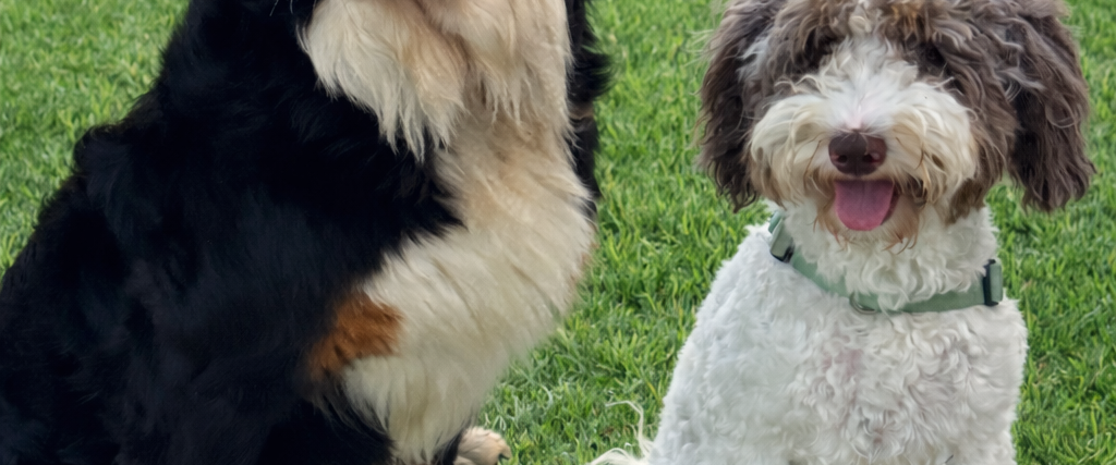 First generation littter on the horizon, Australia, Queensland, Brisbane